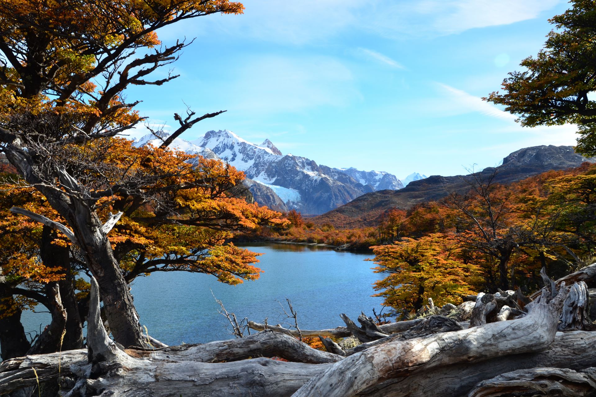 Bosque patagónico